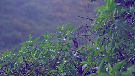 primer plano de las hojas de los árboles en un día lluvioso