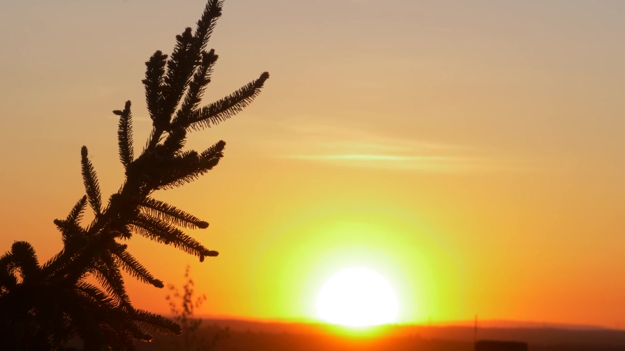 Céu Alaranjado ao Entardecer com Silhueta de Árvores Perenes – Cena de Natureza Tranquila