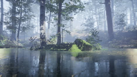 en un estanque de niebla en el bosque con niebla