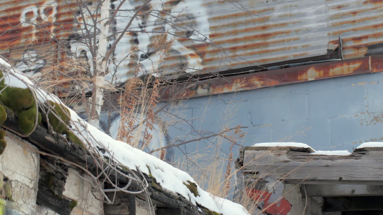 눈 덮인 지붕에서 자라는 이끼와 풀