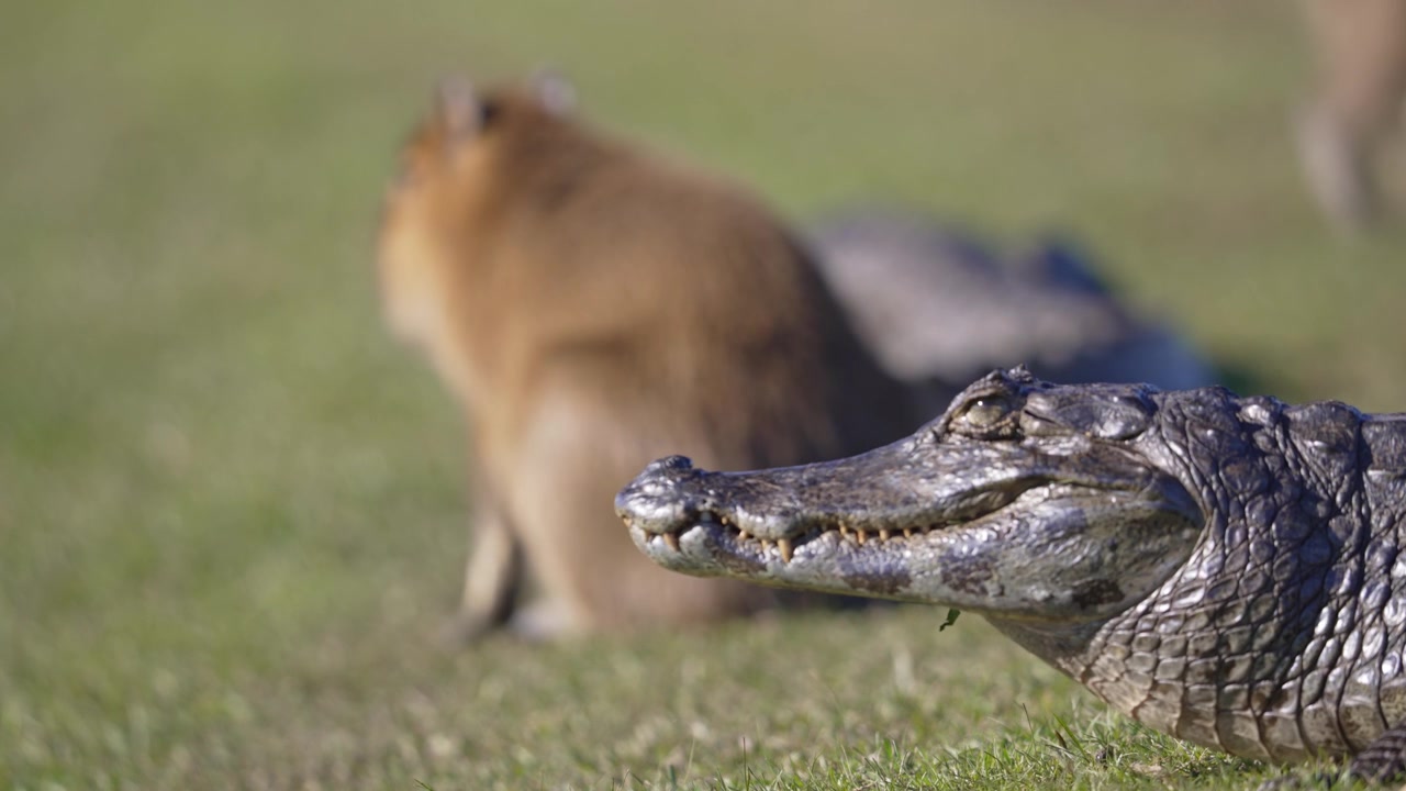 Yacare caiman and capybara sit calmly together on sunlit grass, showing their unusual coexistence in a South American wetland. Rack Focus.