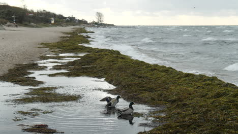 two ducks in a puddle near the beach