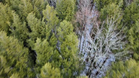 Imágenes-Aéreas-Volando-Bajo-Con-Una-Vista-De-Arriba-Hacia-Abajo-Sobre-Un-Denso-Bosque-De-Pinos-Con-Una-Ligera-Capa-De-Nieve-En-El-Suelo-Del-Bosque-Durante-El-Invierno