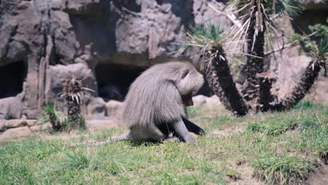 baboon eating grass on a sunny day