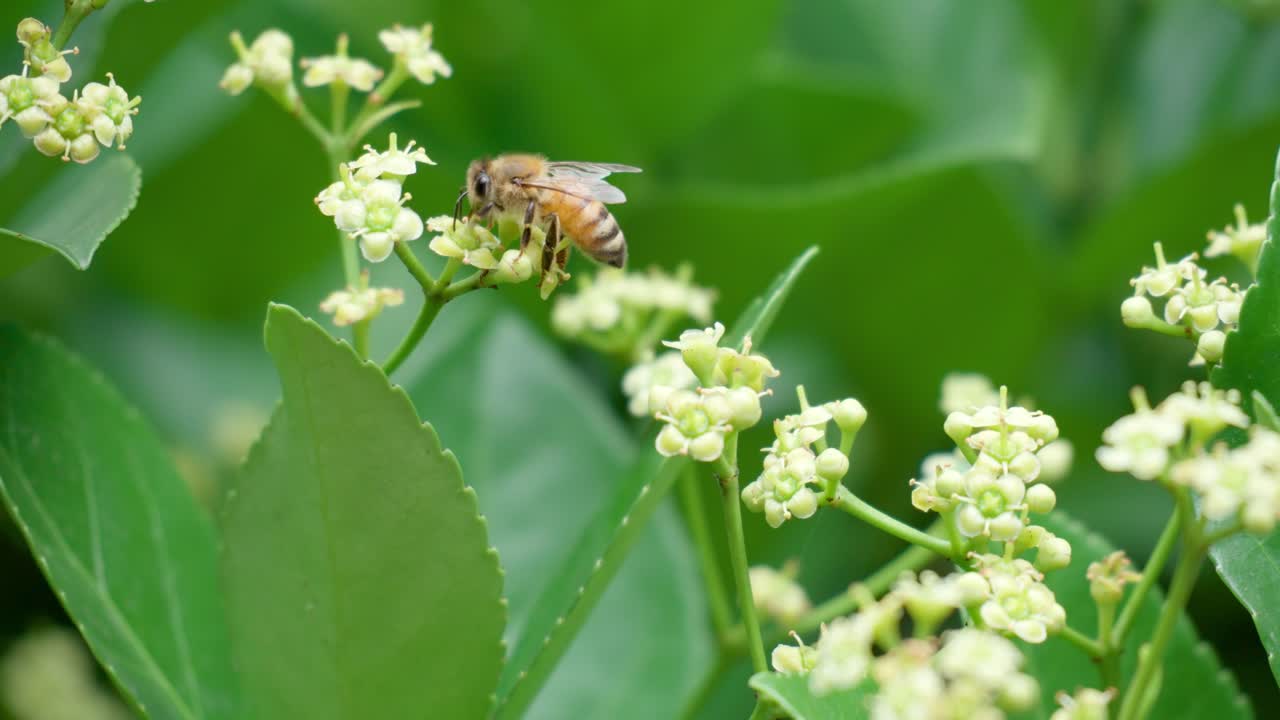 euonymus japonicus florecimiento de la flor blanca y la abeja melífera que toma el polen - macro
