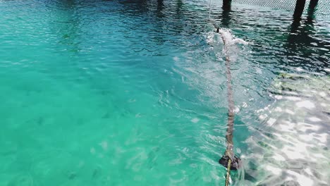 dollphin rubs on rope