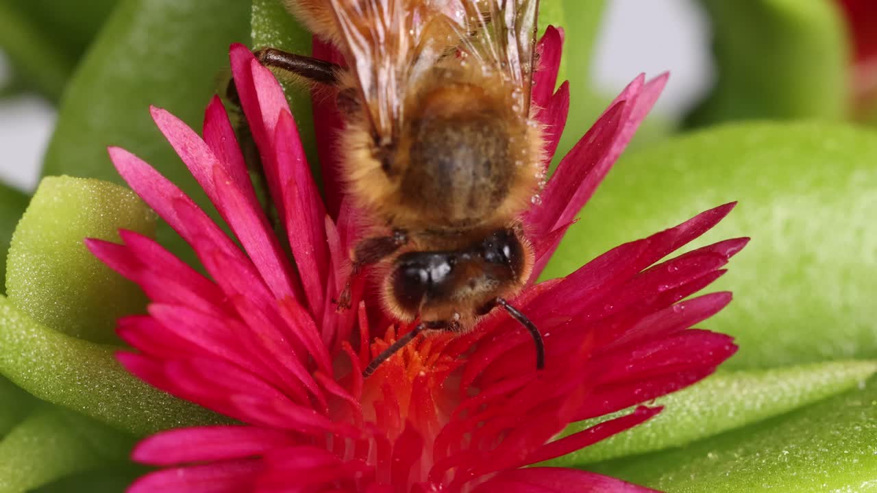 A honeybee gathers nectar from a vivid pink flower, captured in a detailed macro shot with bright lighting