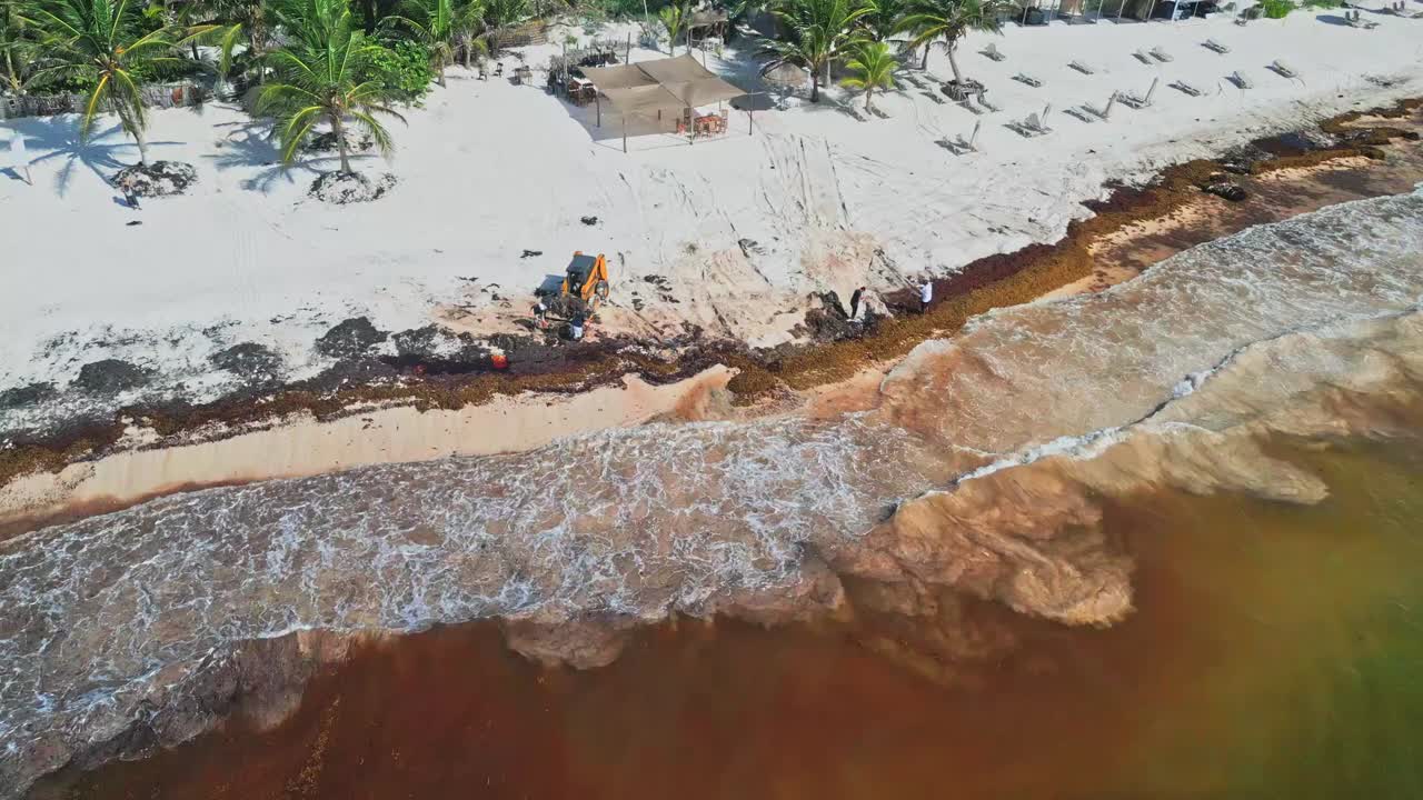 Operación de limpieza de playa en la Riviera Maya, México - Eliminando una gran acumulación de sargazo. - toma aérea estática