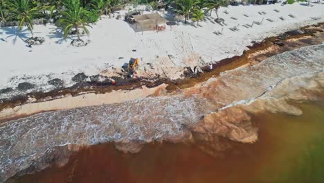beach cleanup operation at riviera maya, mexico - clearing a large accumulation of sargassum seaweed. - aerial static shot