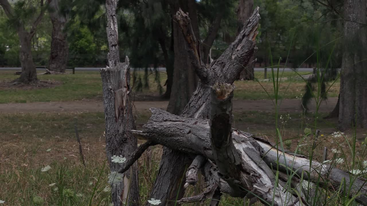Tranquil park scene featuring a fallen tree resting amidst lush grass and wildflowers, under soft natural lighting. Ideal for backgrounds, nature footage, or meditation visuals