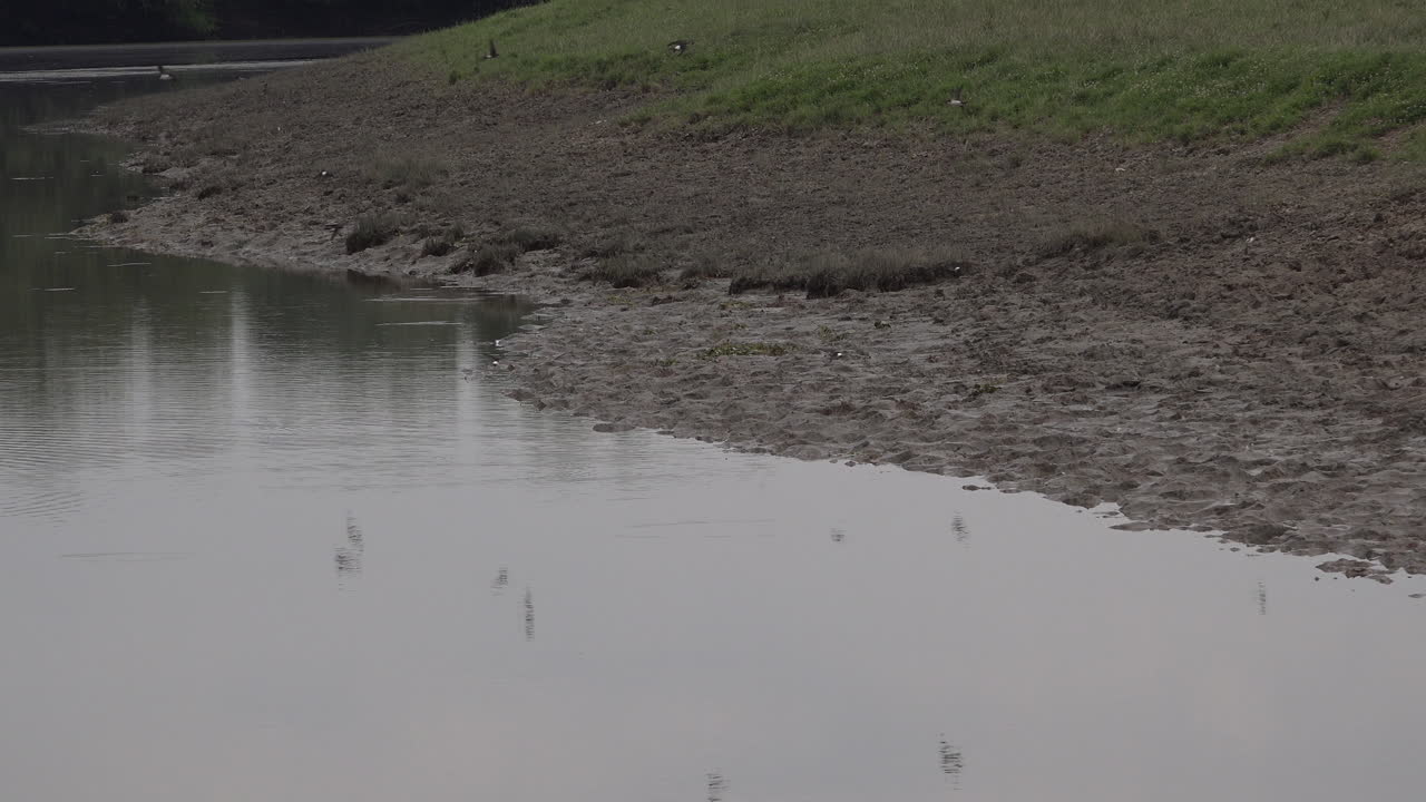 Flock of swallow birds at the river feeding on mosquitoes