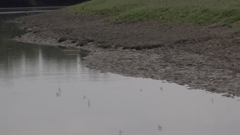flock of swallow birds at the river feeding on mosquitoes