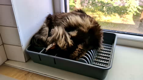 a fluffy cat comfortably sleeping in a dish rack on a kitchen windowsill