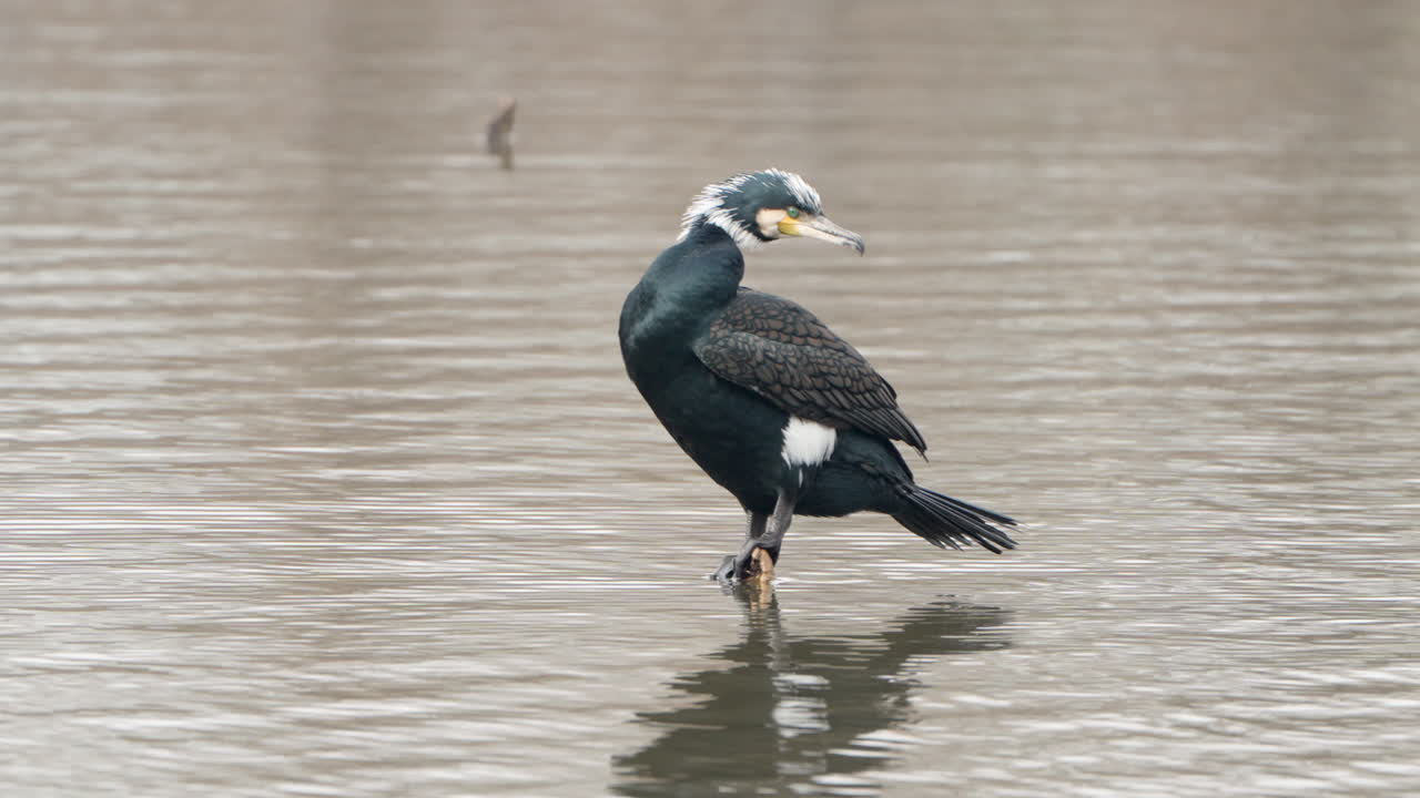 Great Cormorant  Bird Preen Feathers at Pond