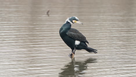 great cormorant  bird preen feathers at pond