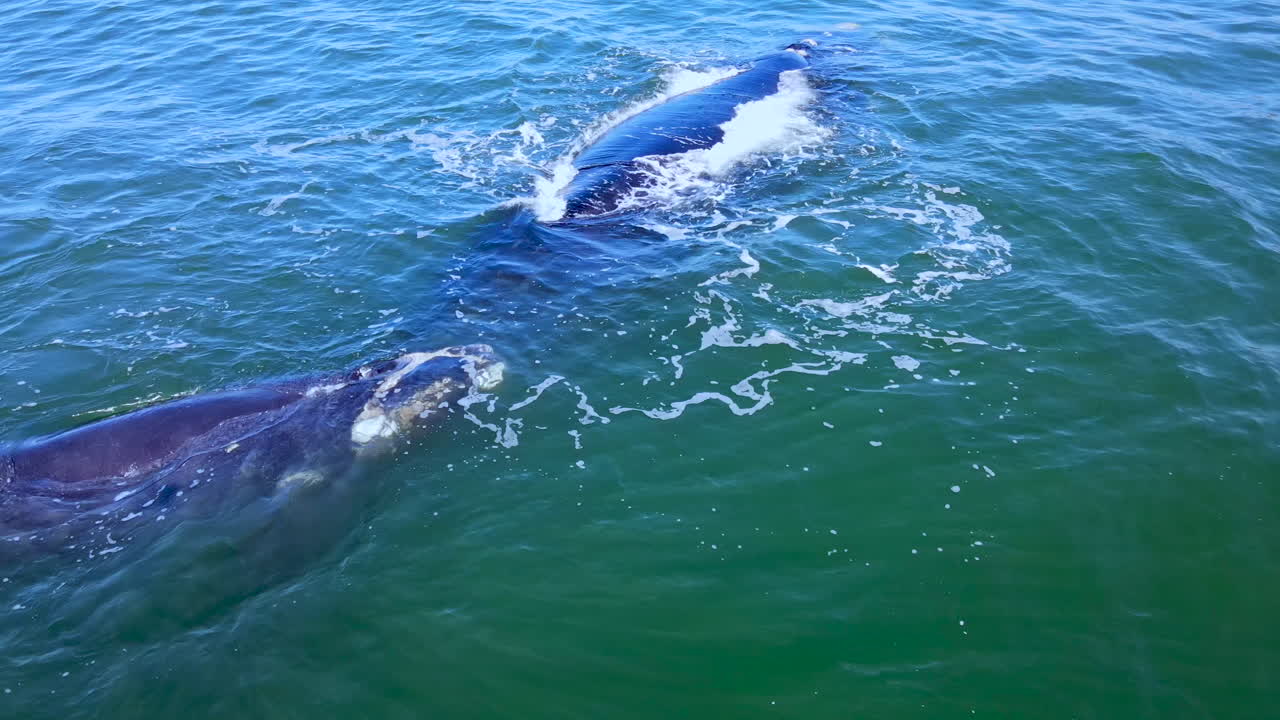 la ballena derecha nadando cerca de la madre para la protección y la comodidad