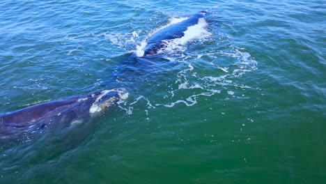 la ballena derecha nadando cerca de la madre para la protección y la comodidad