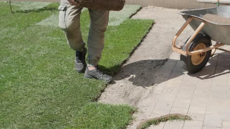 gardener laying lawn in private yard with wooden fence