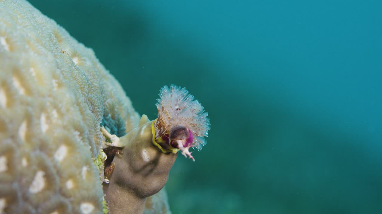 spirobranchus giganteus (en inglés)