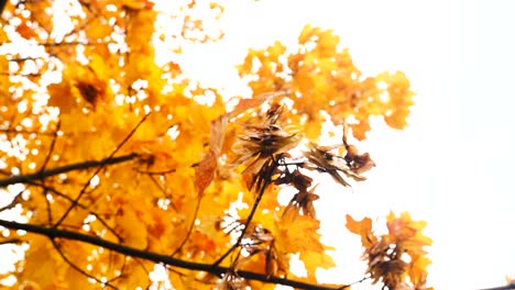 yellow maple leaves on a branch swaying in the wind under the autumn sky