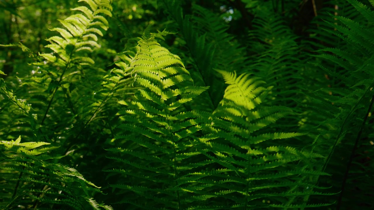 Samambaias verdes vibrantes preenchem o quadro com luz solar suave filtrando pelas folhas. Sombras dançam sobre frondes delicadas em um cenário de floresta natural. Folhagem exuberante cria uma atmosfera serena e calmante.