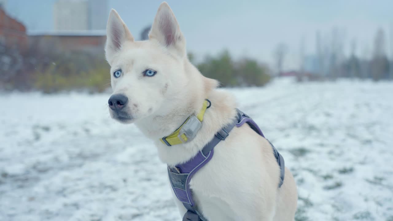 허스키의 하얀 눈 속에서 즐기는 하얀 눈을 가진 개 - 시베리안