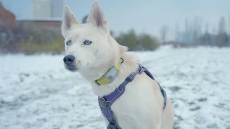 un perro con ojos blancos disfrutando en la nieve blanca de husky - siberiano