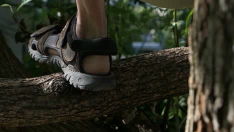 man climbing tree, hand and feet branch close up, playful adult tree climbing