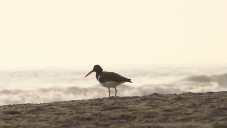 Pájaro-Ostrero-Americano-Parado-En-La-Playa-A-La-Hora-Dorada-En-Cámara-Lenta