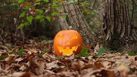 halloween spooky grinning jack o lantern pumpkin in the autumn forest