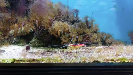 camarones limpiadores de bandas rojas y blancas nadando en una pecera