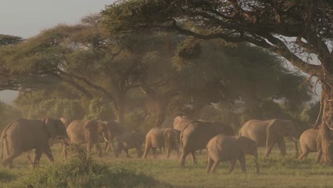 large herds of african elephants migrate near mt kilimanjaro in amboceli national park tanzania 3