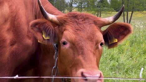 Head-close-up-of-brown-cow-grazing-grass-outdoors-in-the-meadow