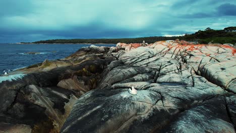 Bay-Of-Fires-Drone-Circles-Pelican-at-Tasmania,-Australia