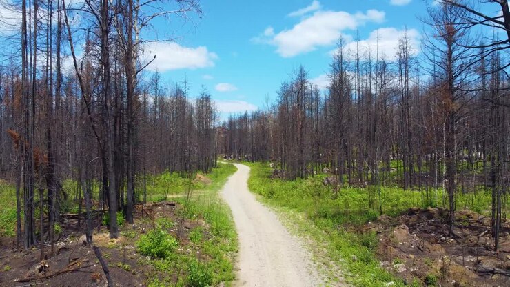 Path Through The Forest With Burned Trees In Summer