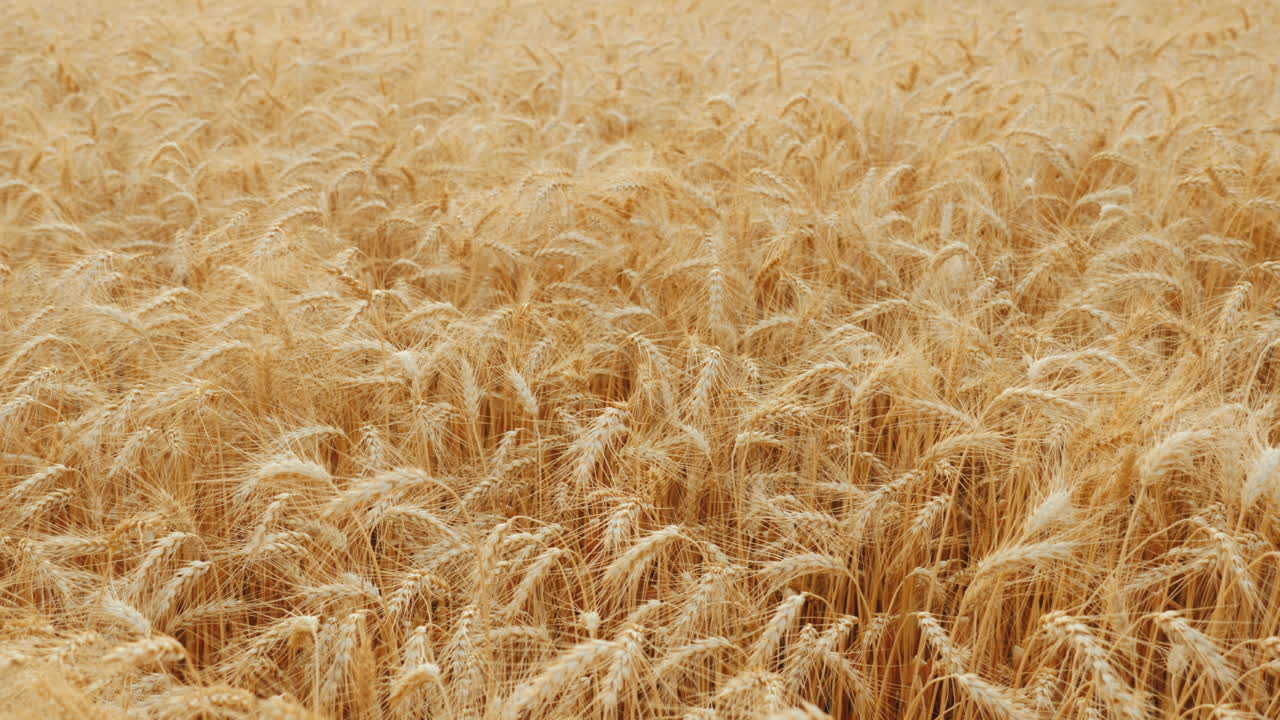 спелая пшеница колышется на ветру урожай хлеба