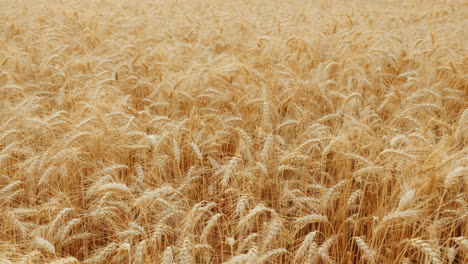 Ripe-Wheat-Sways-In-The-Wind-Bread-Crop