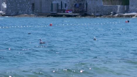 Birds-floating-on-wavy-sea-nearby-the-village