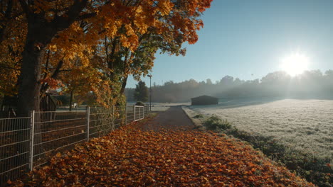 beautiful autumn foliage falling on empty road alongside field inside village in schã¶naich germany, europe