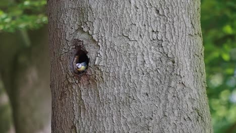 Eurasian-nuthatch-Stepping-Out-Of-Nest-Hole-And-Flying-Off