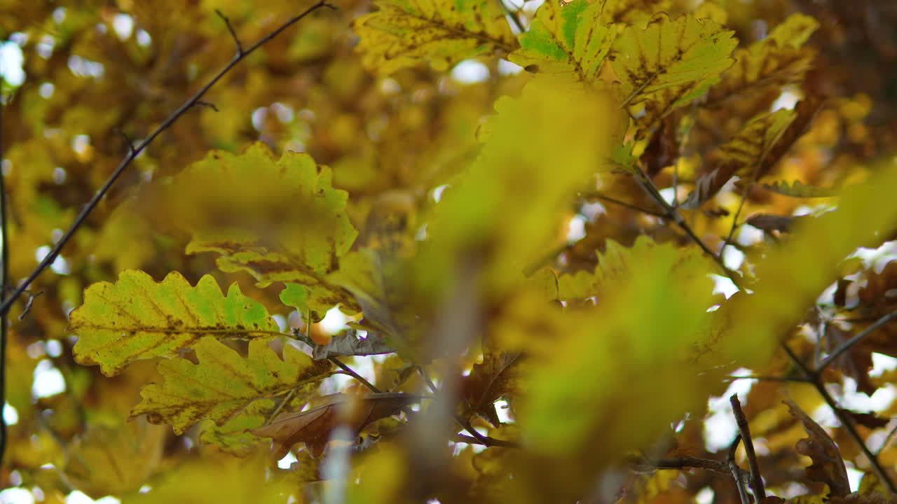 primer plano de hojas de roble doradas en el bosque de otoño