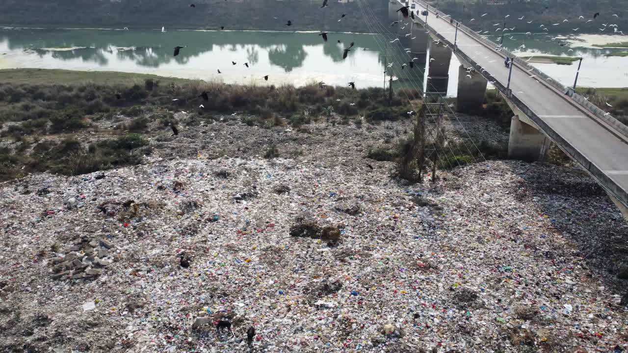 A lot of plastic is lying in the dustbin and various animals, cows and other birds are gathering food from it