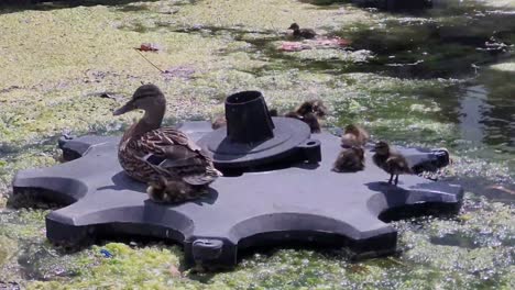 mother of common duck with her young