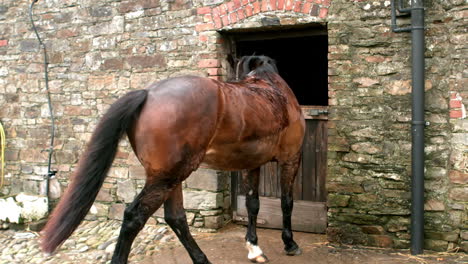 Blick-Auf-Schönes-Pferd