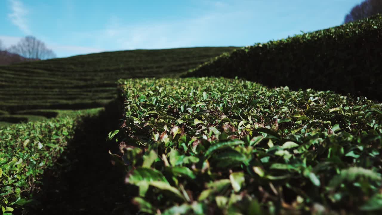 Paesaggio delle piantagioni di tè