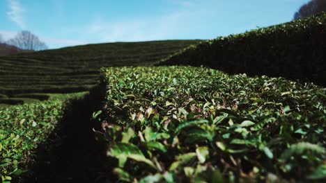 paisaje de las plantaciones de té