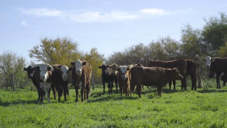 herd of cows grazing on a sunny green field on a sunny day