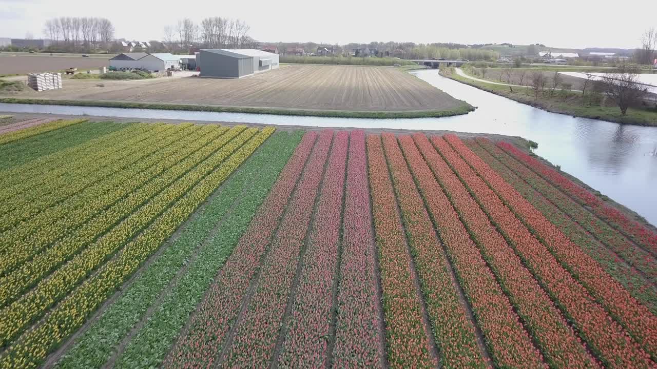 vuela directamente sobre el hermoso color de las flores de tulipán en 4k