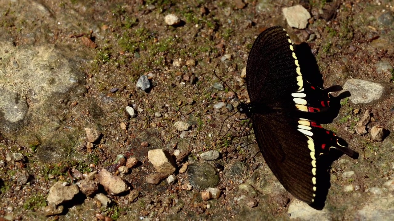 Realtime opnamen vanuit een hoge hoek met Papilio polytes, algemeen bekend als de Common Mormon vlinder, die water drinkt op vochtige bosgrond in de natuurlijke leefomgeving bij een bron in Himachal Pradesh, India.