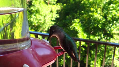 In-a-backyard-in-the-suburbs,-A-tiny-humming-bird-with-green-feathers-sits-at-a-bird-feeder-in-slow-motion-getting-drinks,-sticking-out-it’s-tongue,-and-eventually-flying-away